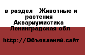  в раздел : Животные и растения » Аквариумистика . Ленинградская обл.
